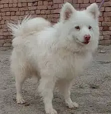 Russian Puppies / Pink Nose Puppy / Russian Pair — photo 5
