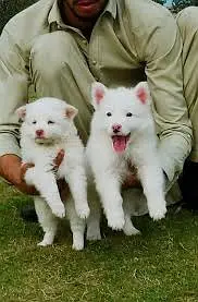 Russian Puppies / Pink Nose Puppy / Russian Pair — photo 7