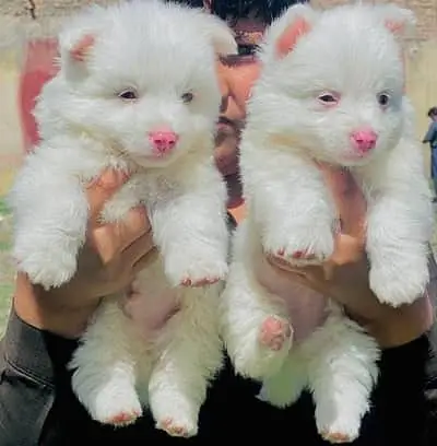 Russian Puppies / Pink Nose Puppy / Russian Pair — photo 11
