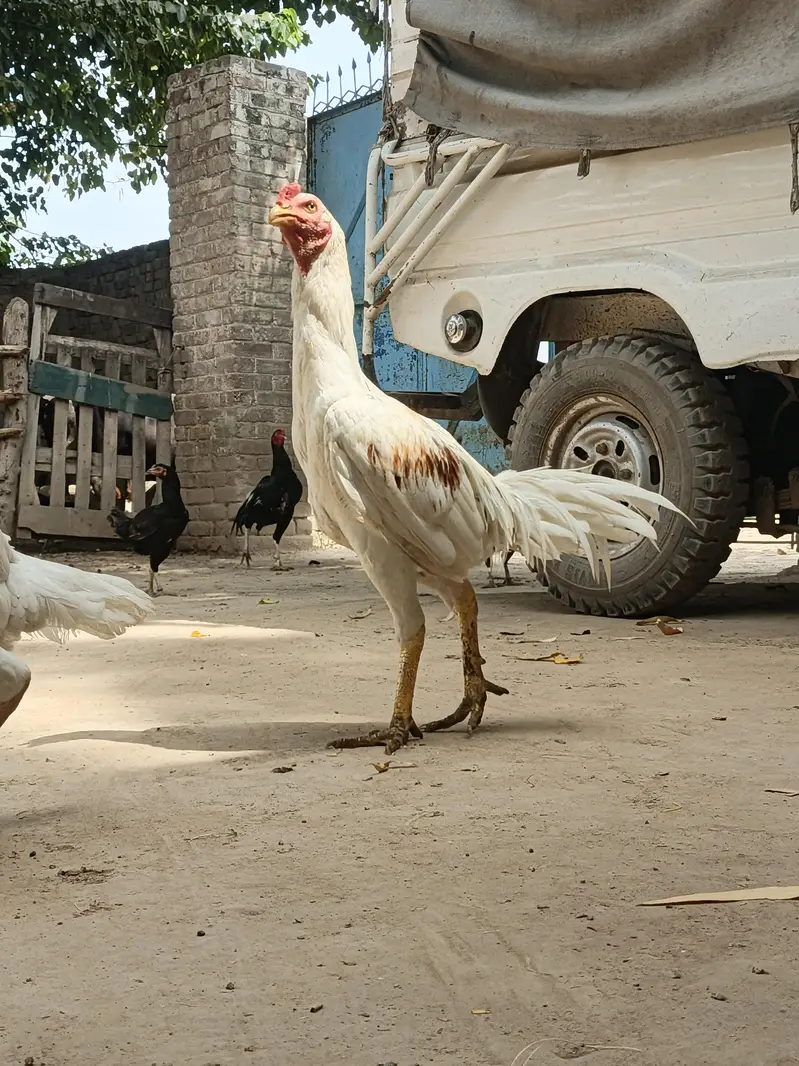 Premium Pakistani Bread — photo 3
