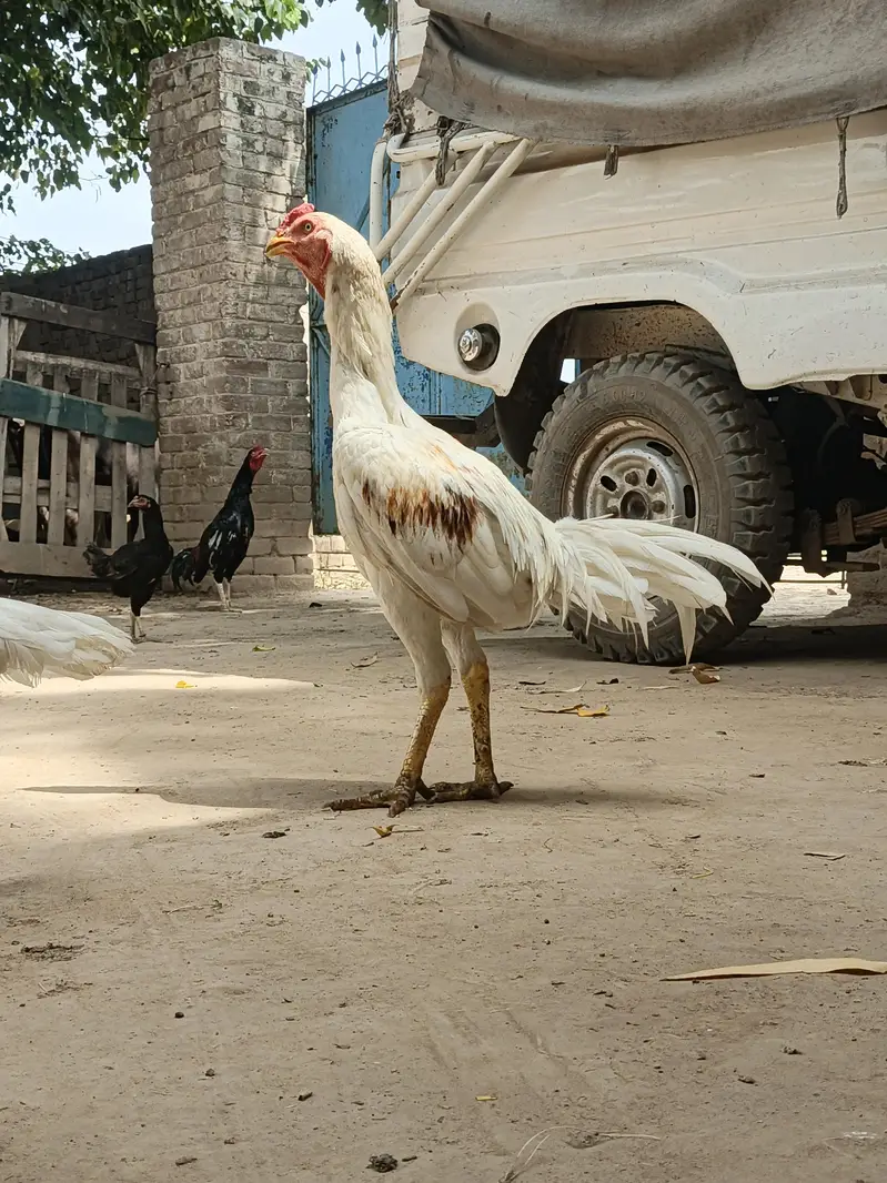 Premium Pakistani Bread — photo 4