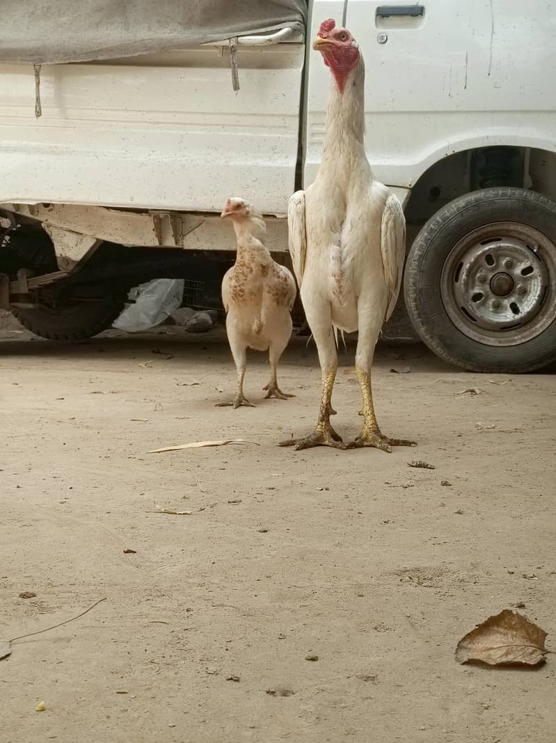 Premium Pakistani Bread 6