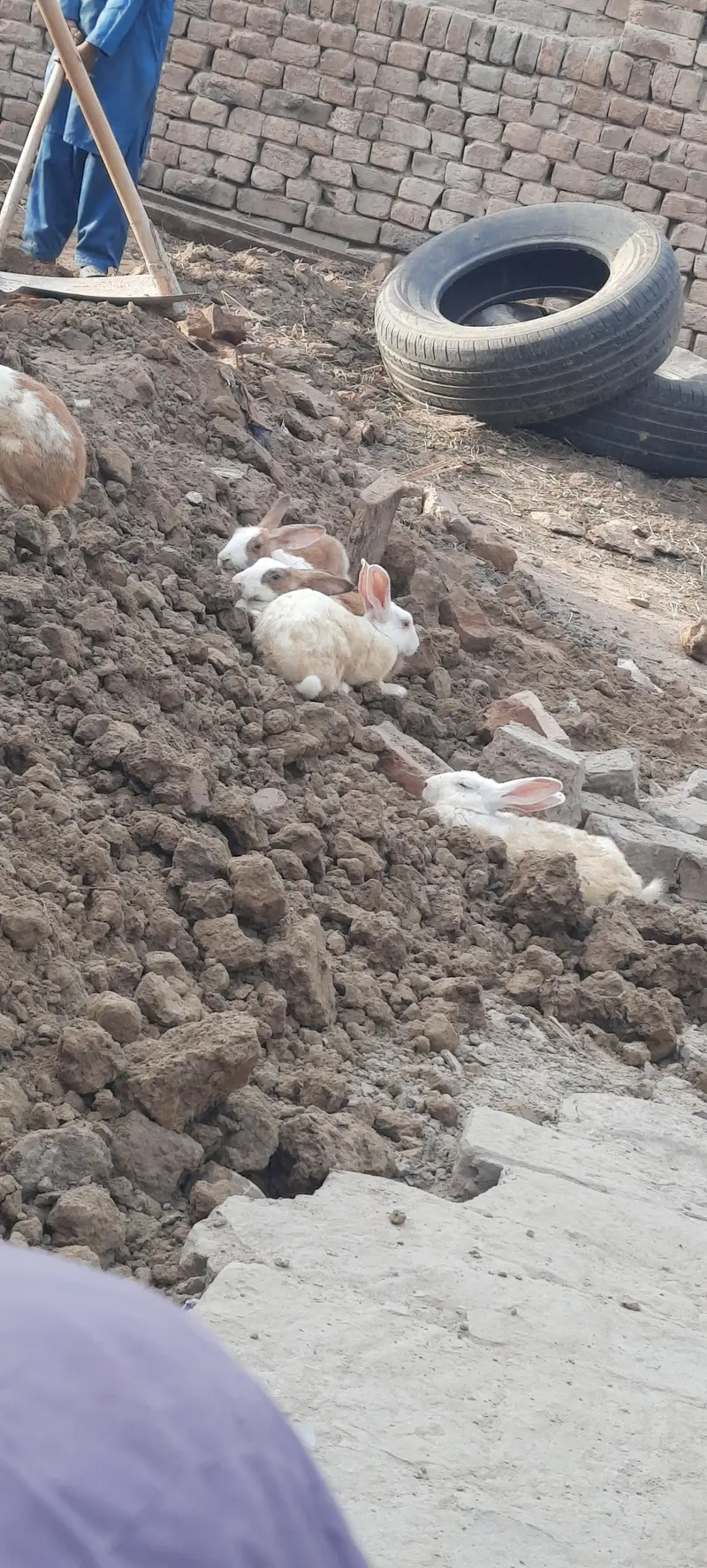 Rabbits Breeder Set . 4 females 1 male — photo 2