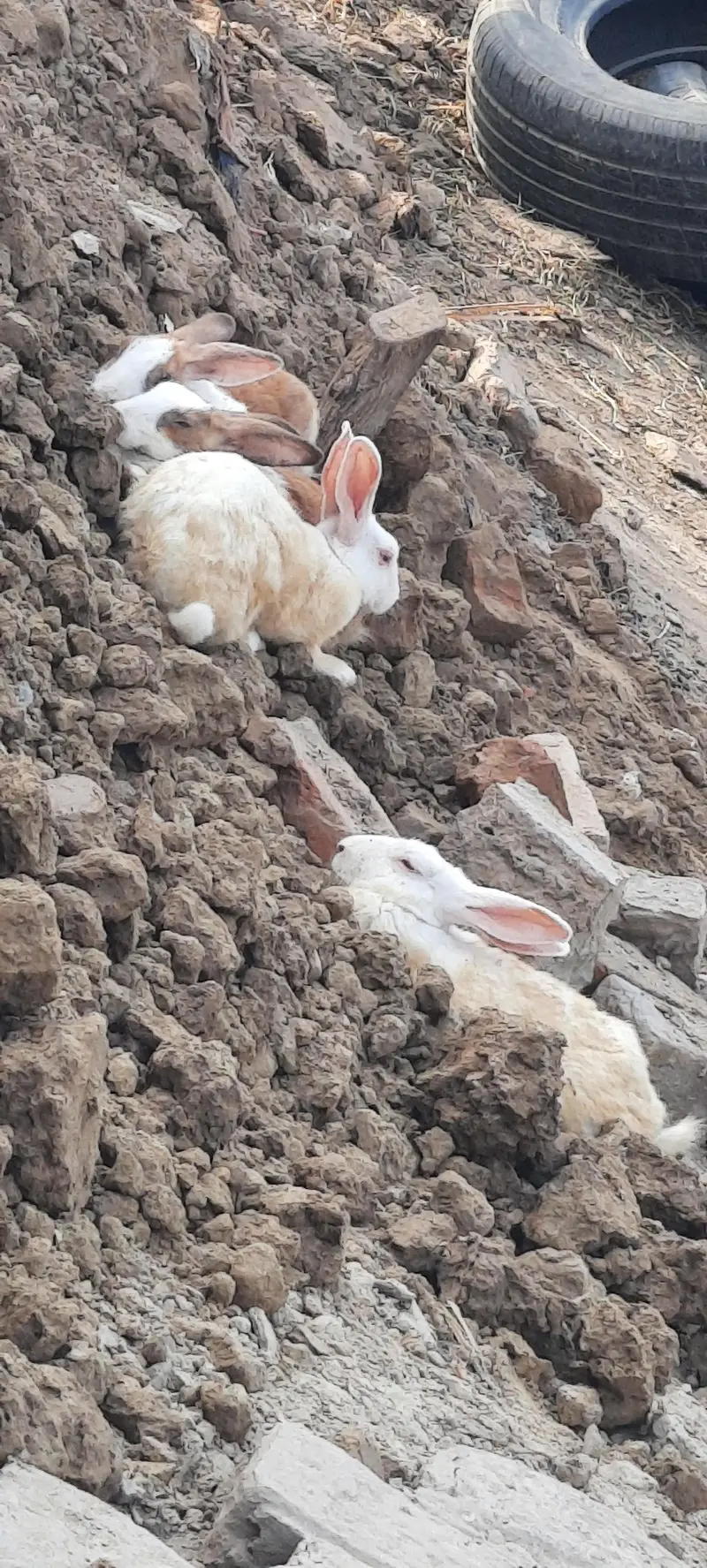 Rabbits Breeder Set . 4 females 1 male — photo 4