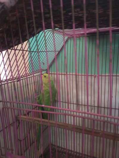 ringneck chick