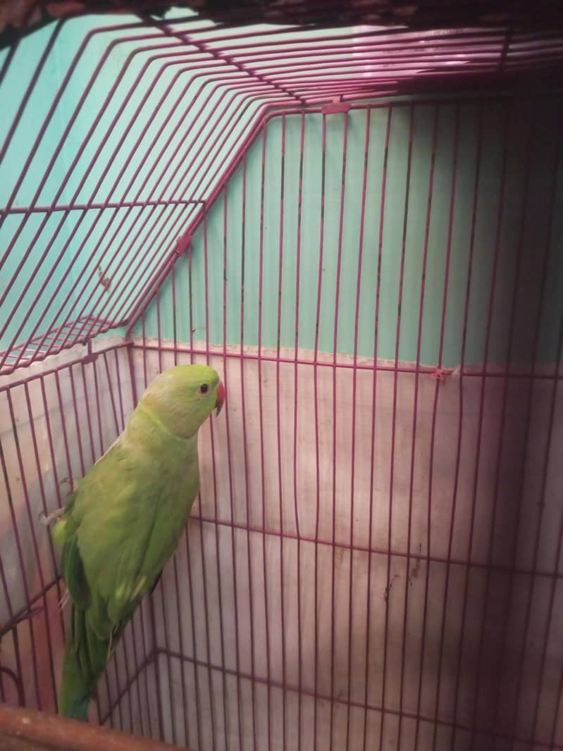 ringneck chick 1