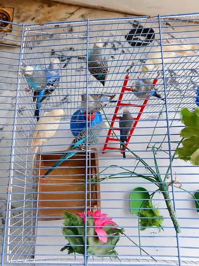 4 Breeding Pair Budgie with Big Cage for Sale - 7000 Rs