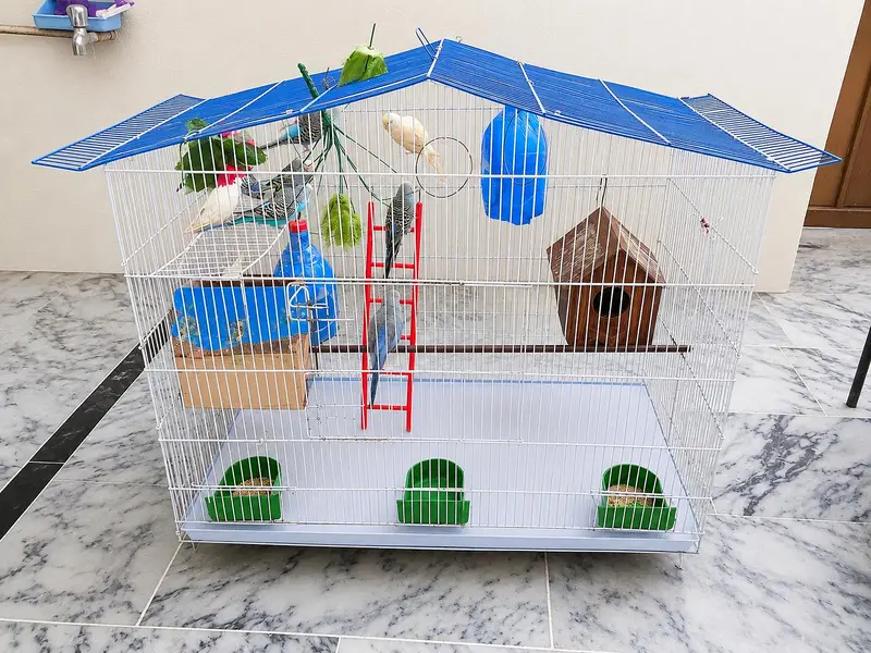 4 Breeding Pair Budgie with Big Cage for Sale - 7000 Rs — photo 2