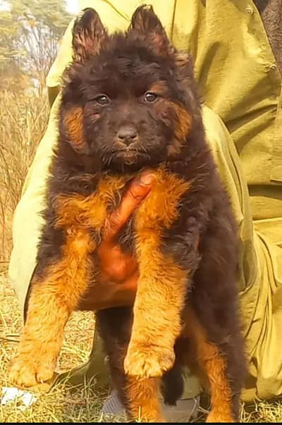 German Shepherd Male Dog / Long Coat / Double Coat / GSD dog
