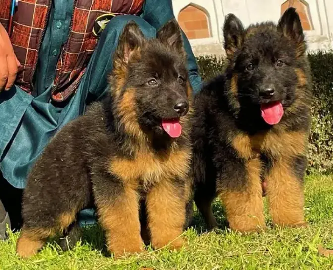 German Shepherd Male Dog / Long Coat / Double Coat / GSD dog — photo 2