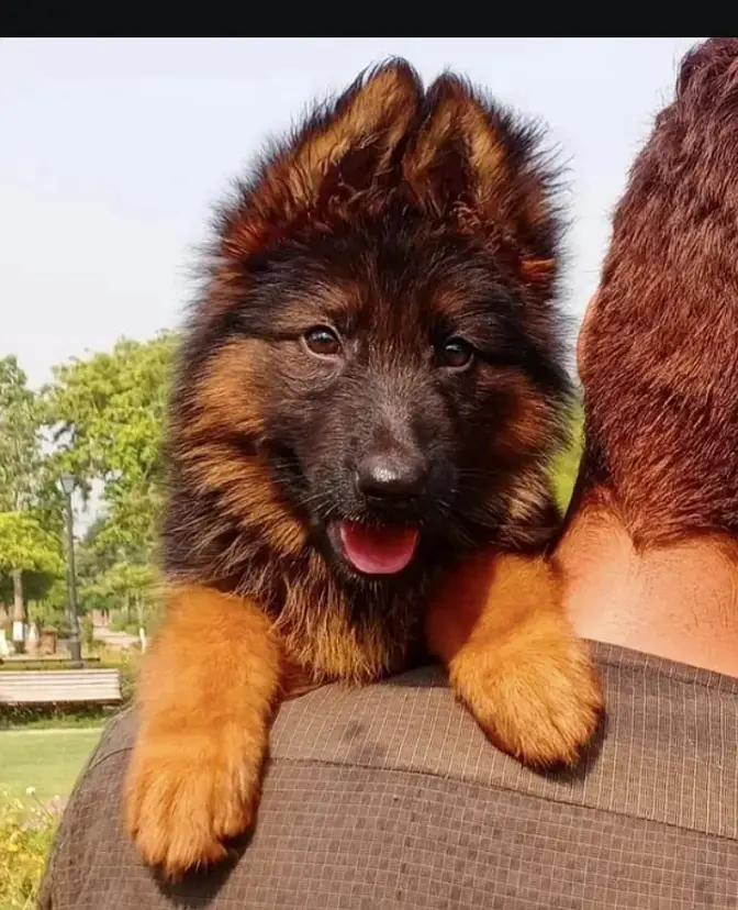 German Shepherd Male Dog / Long Coat / Double Coat / GSD dog — photo 3