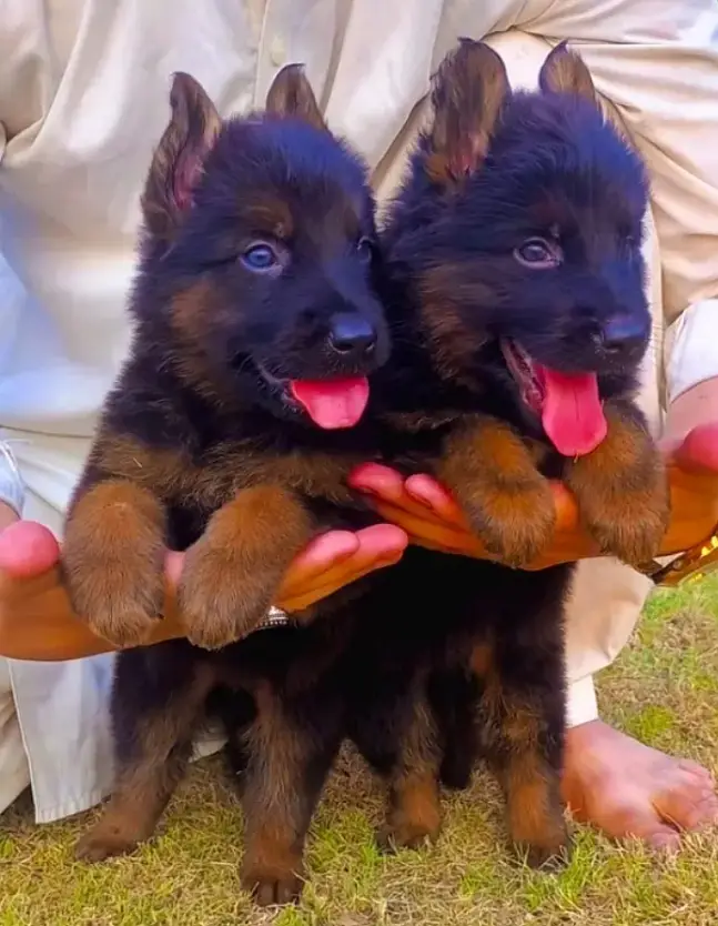 German Shepherd Male Dog / Long Coat / Double Coat / GSD dog — photo 4