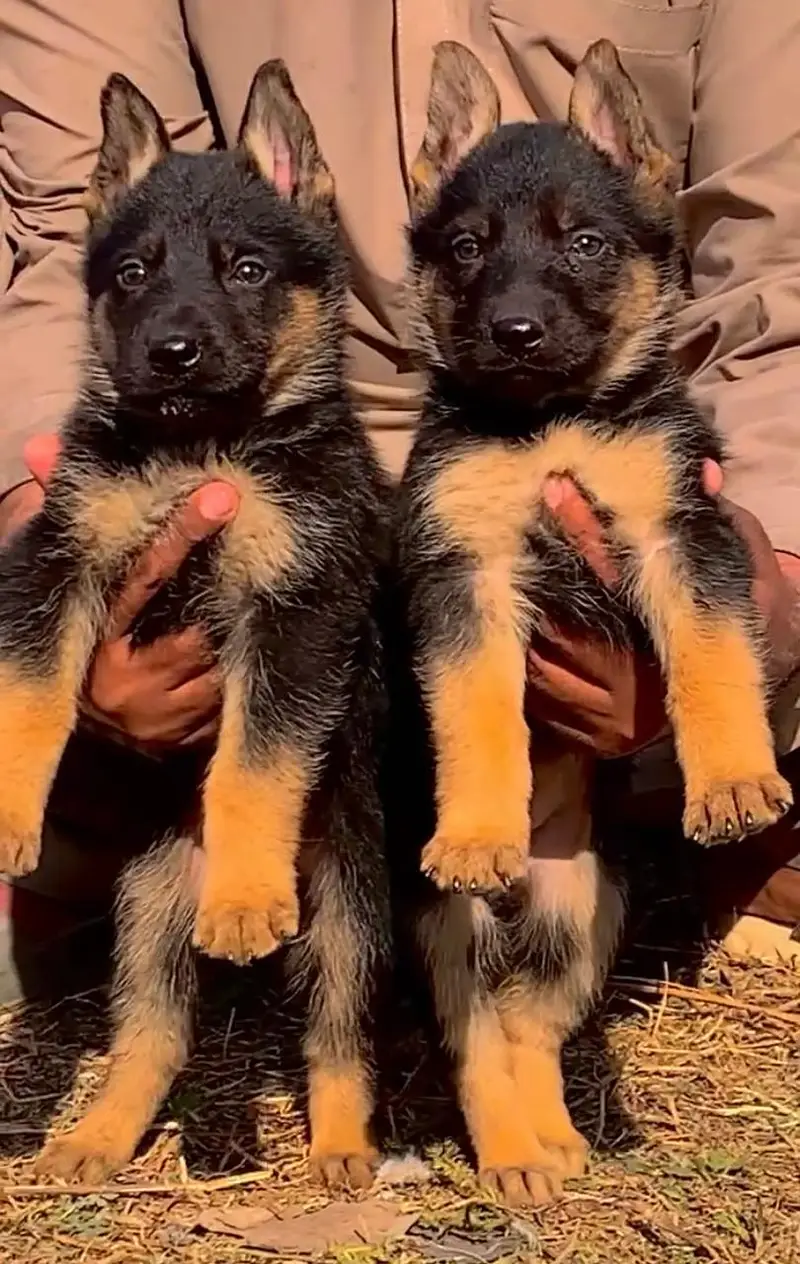German Shepherd Male Dog / Long Coat / Double Coat / GSD dog — photo 6