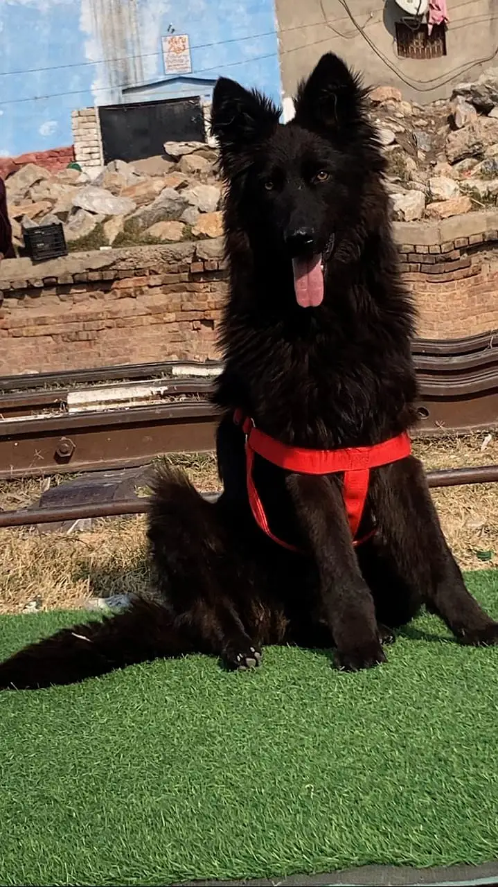 German Shepherd Male Dog / Long Coat / Double Coat / GSD dog — photo 8