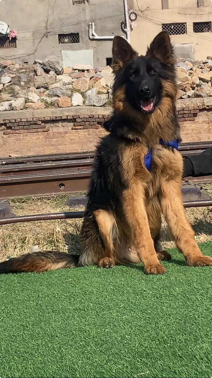 German Shepherd Male Dog / Long Coat / Double Coat / GSD dog — photo 9