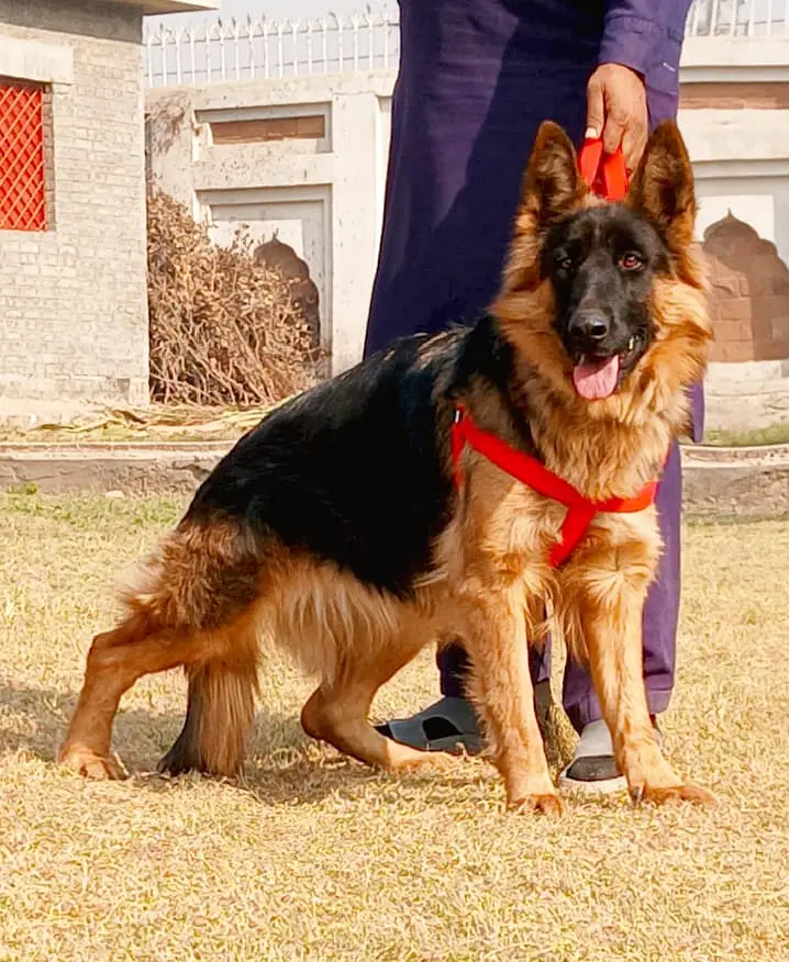 German Shepherd Male Dog / Long Coat / Double Coat / GSD dog — photo 10