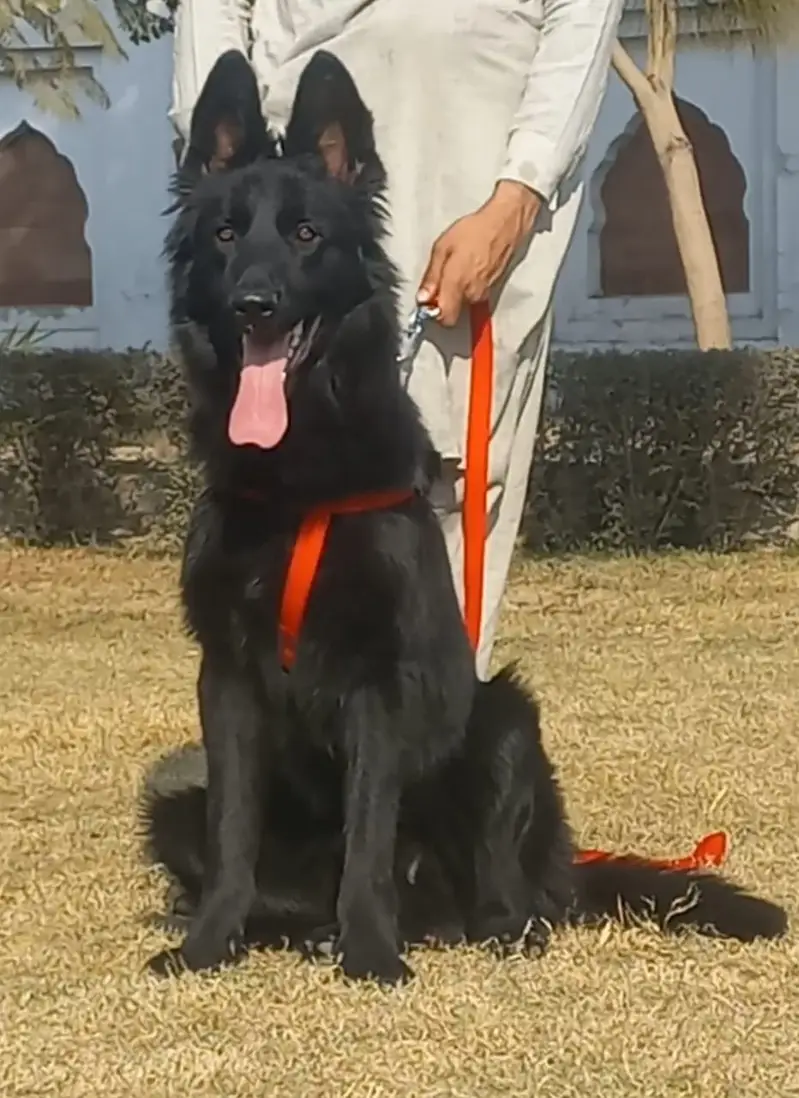 German Shepherd Male Dog / Long Coat / Double Coat / GSD dog — photo 11