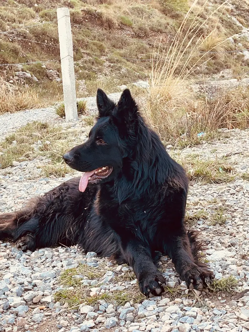 German Shepherd Male Dog / Long Coat / Double Coat / GSD dog — photo 12