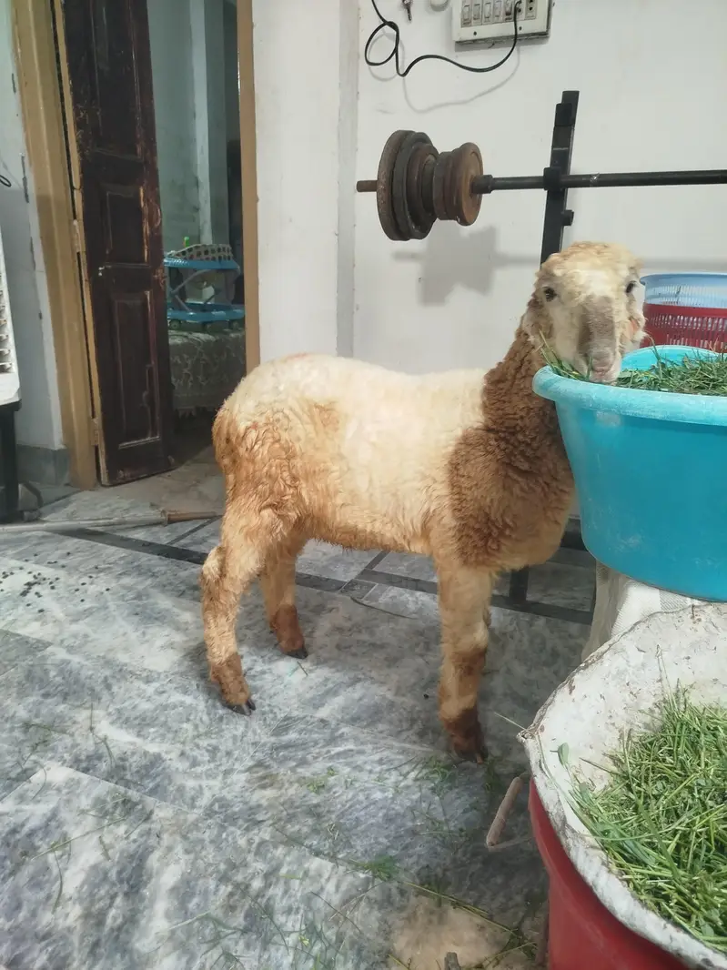 Quality mundara for sale. e — photo 4