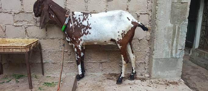 sahiwal beetal bakri ha haite39 inch lambai 54 inch ha
