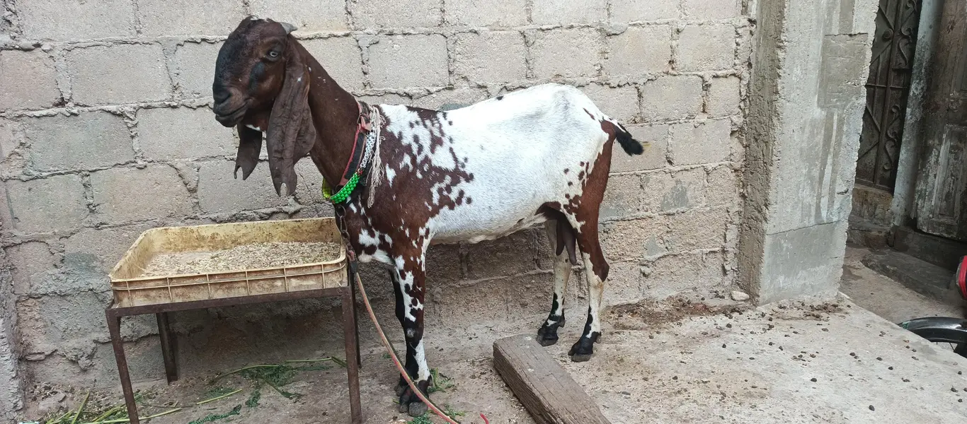 sahiwal beetal bakri ha haite39 inch lambai 54 inch ha — photo 2