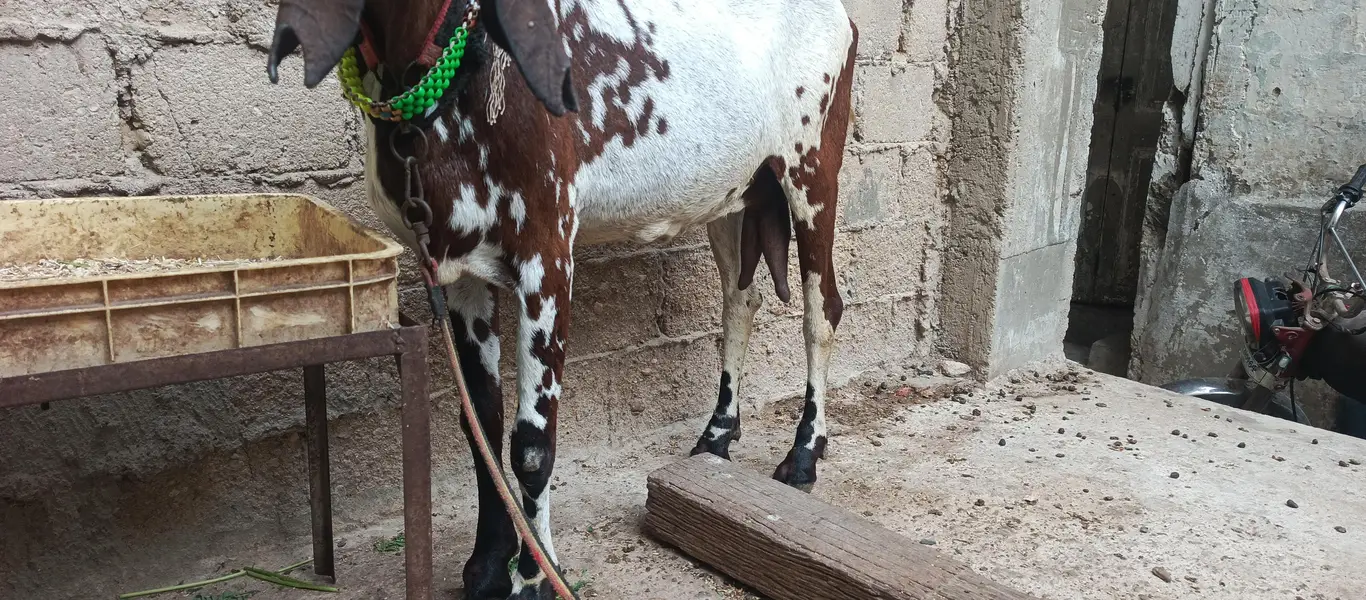 sahiwal beetal bakri ha haite39 inch lambai 54 inch ha — photo 3