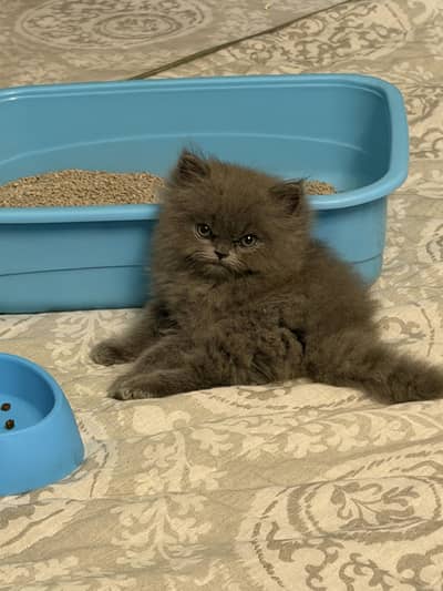Full grey triple coat Persian