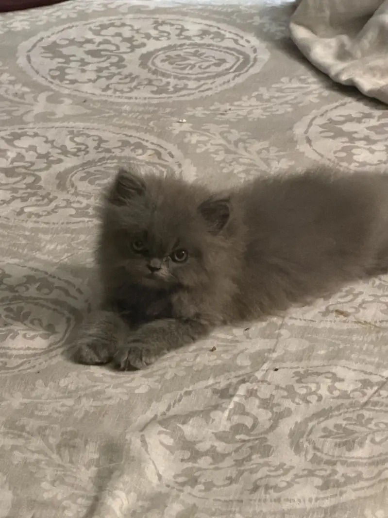 Full grey triple coat Persian kitten — photo 2