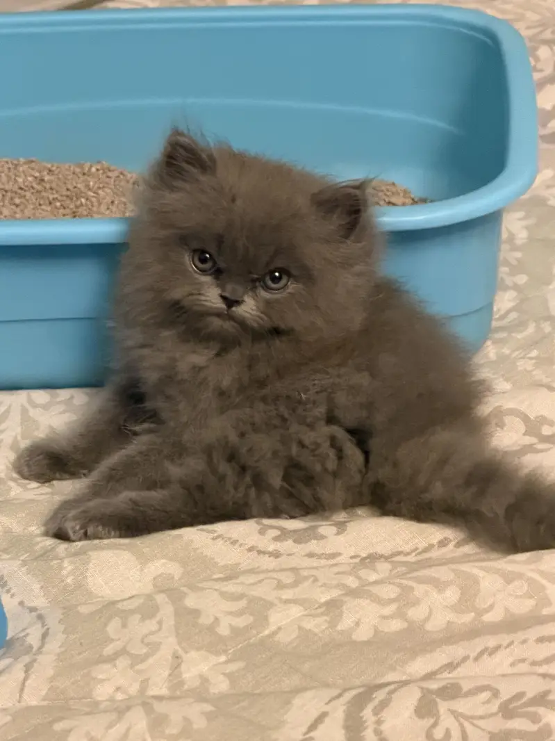 Full grey triple coat Persian kitten — photo 3