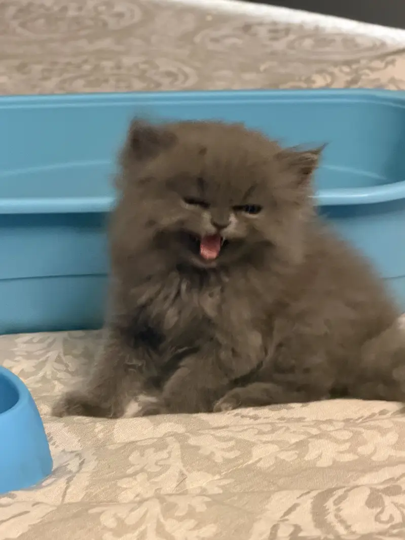 Full grey triple coat Persian kitten — photo 4