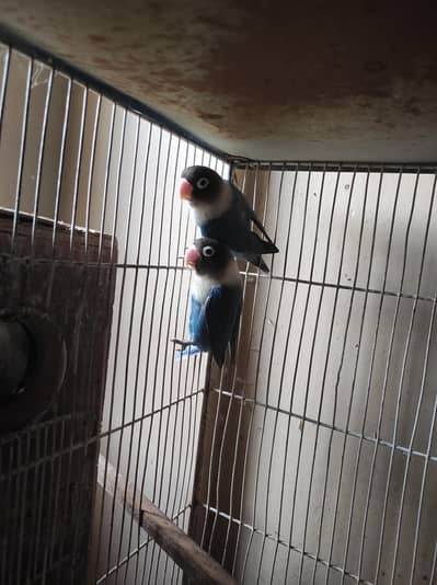 urjent sell cage nd love bird