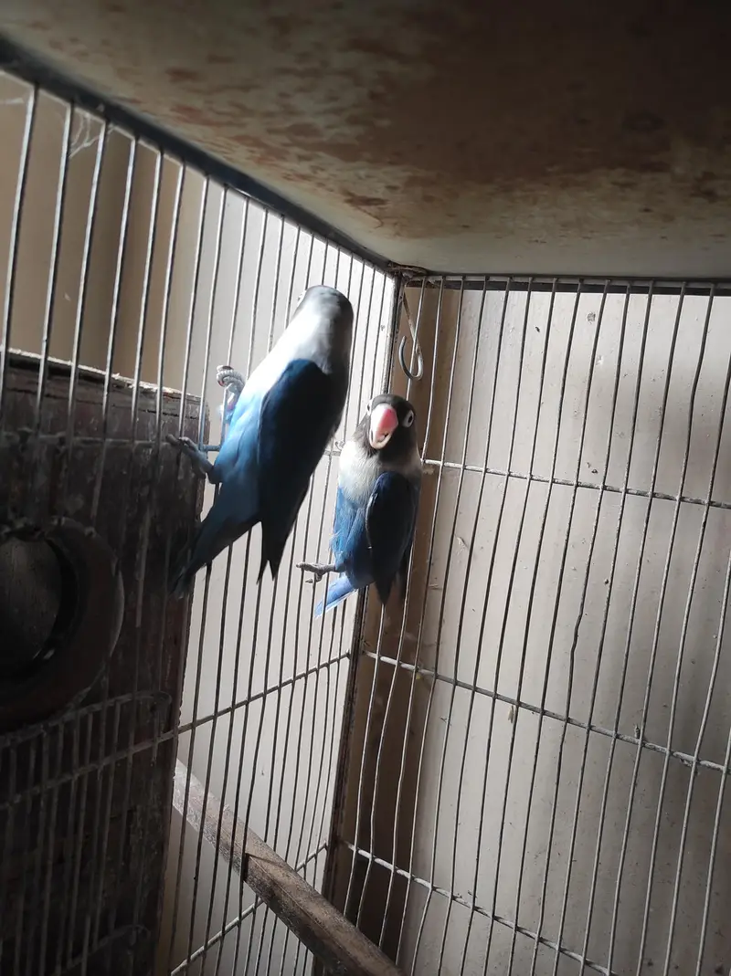 urjent sell cage nd love bird — photo 2