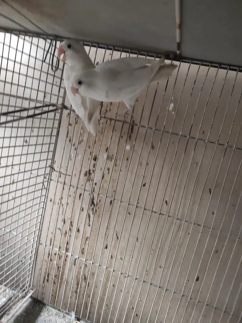 urjent sell cage nd love bird — photo 4