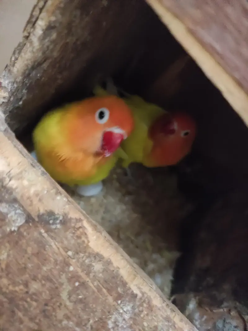 urjent sell cage nd love bird — photo 5