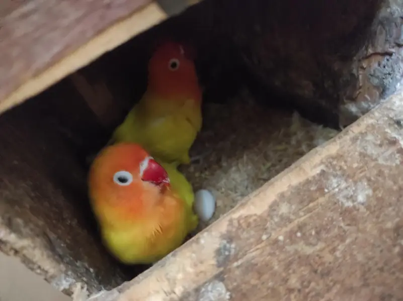 urjent sell cage nd love bird — photo 6