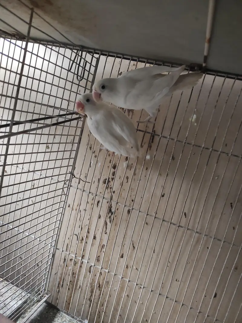 urjent sell cage nd love bird — photo 7