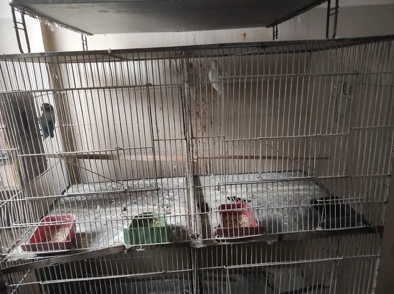 urjent sell cage nd love bird — photo 8