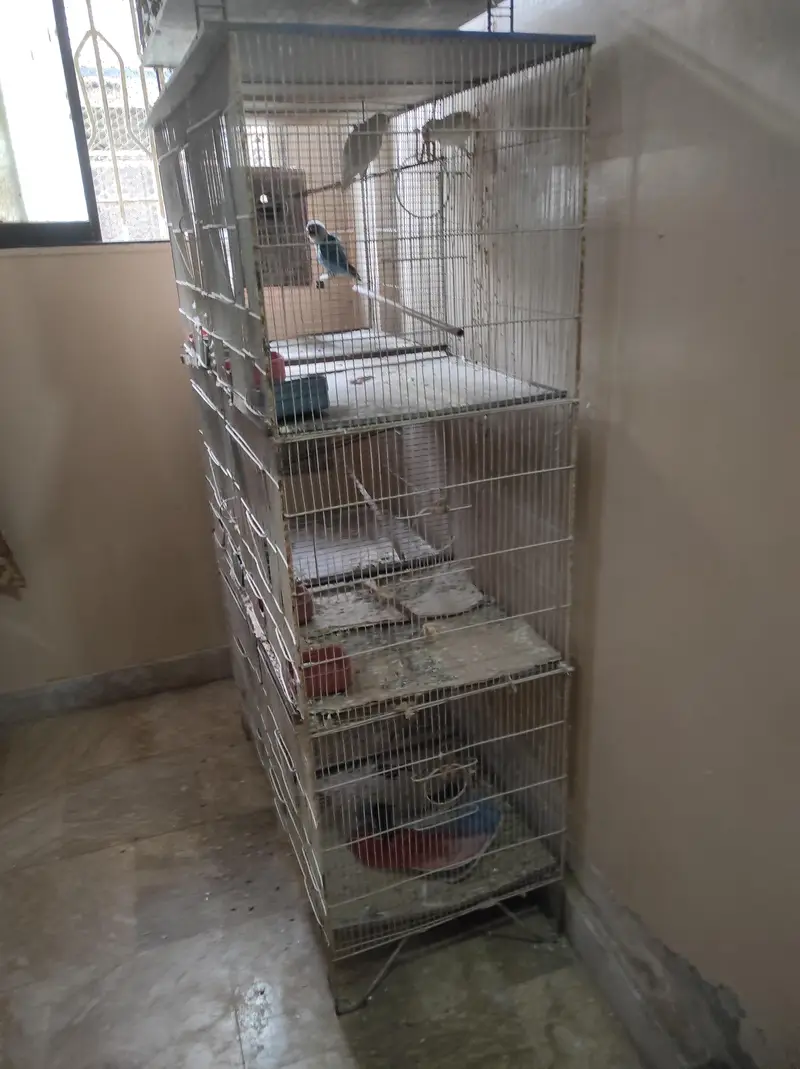 urjent sell cage nd love bird — photo 9