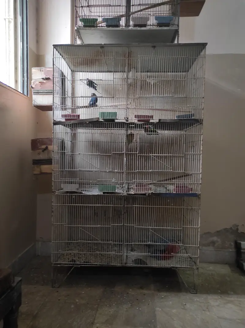 urjent sell cage nd love bird — photo 10