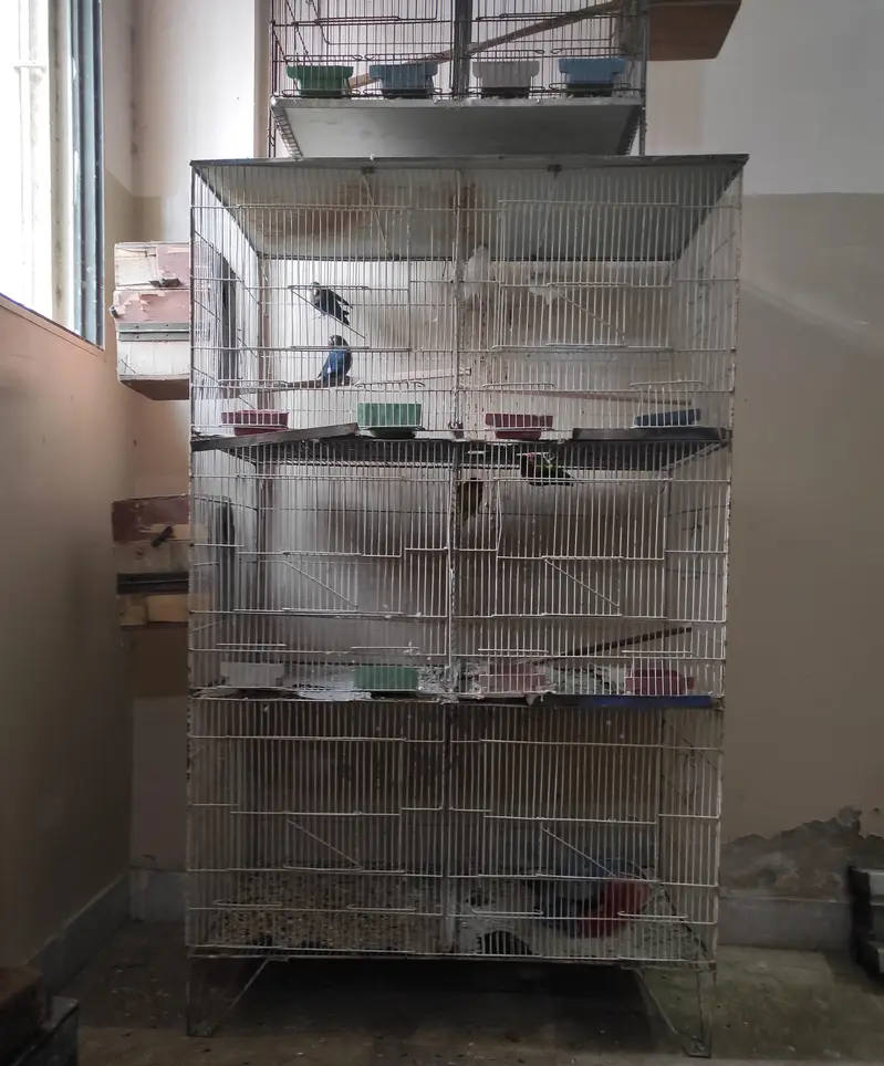 urjent sell cage nd love bird — photo 11