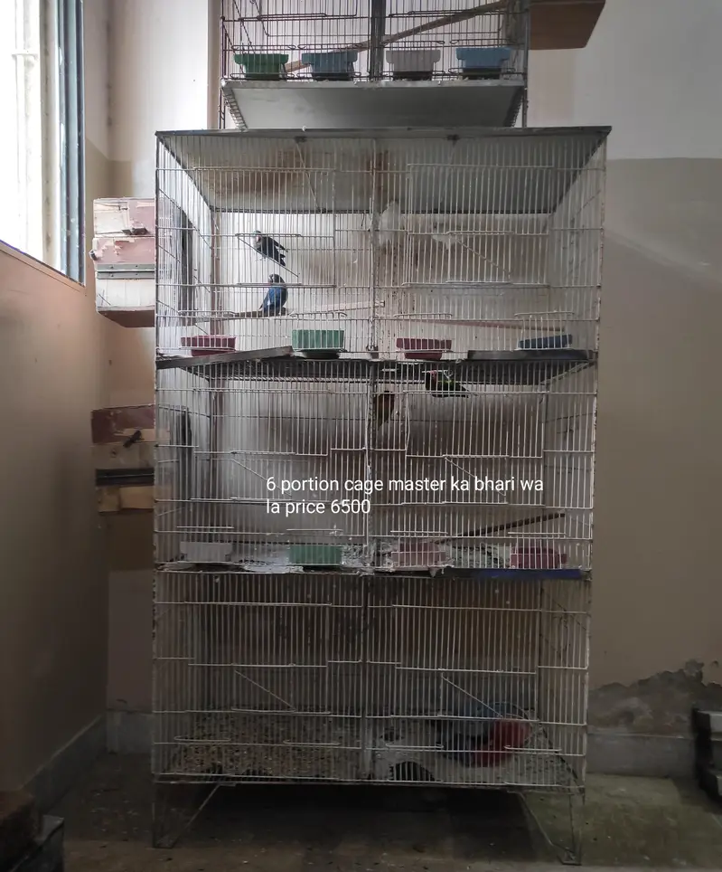 urjent sell cage nd love bird — photo 12