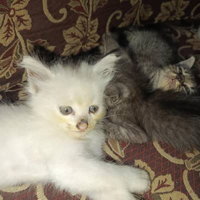 Persian Ragdoll