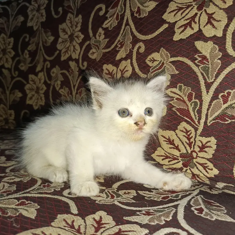 Persian Ragdoll — photo 2