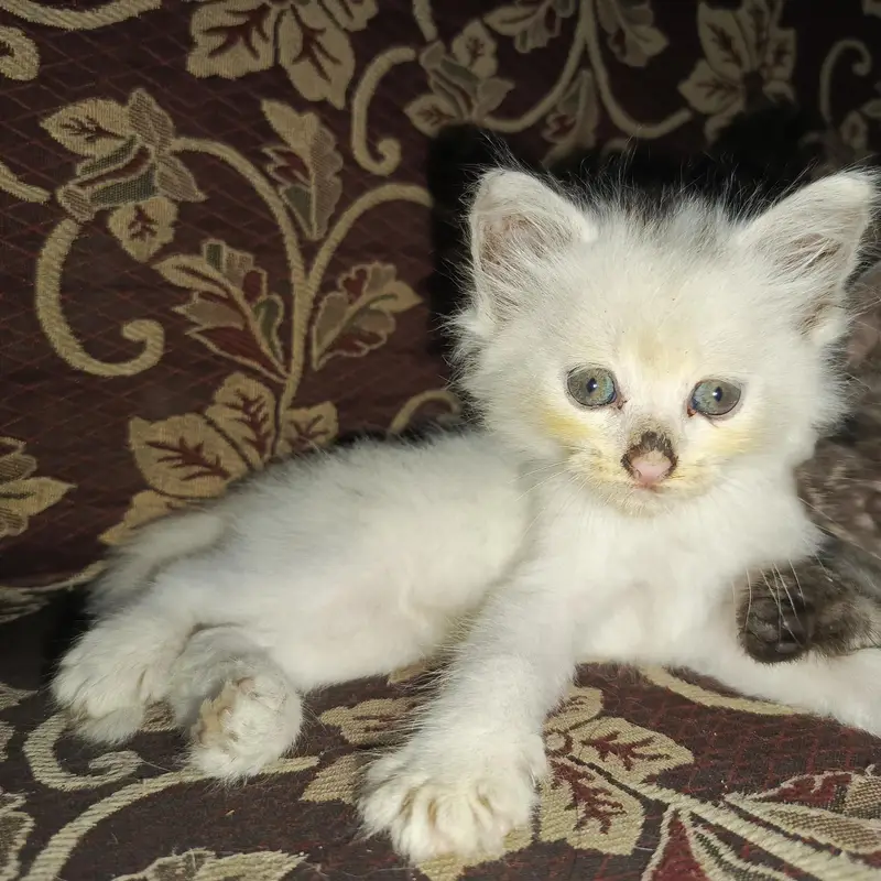 Persian Ragdoll — photo 3