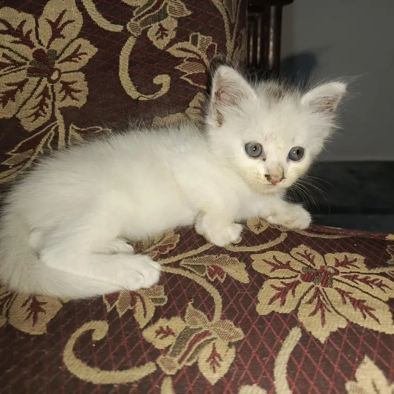 Persian Ragdoll — photo 4