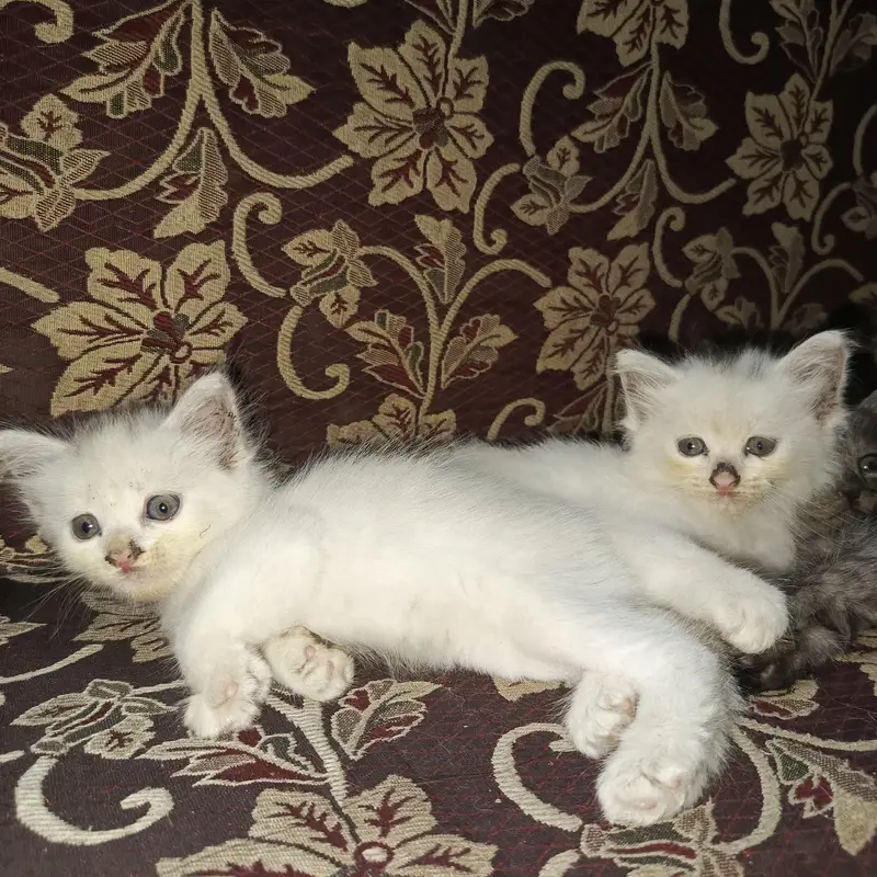Persian Ragdoll — photo 5