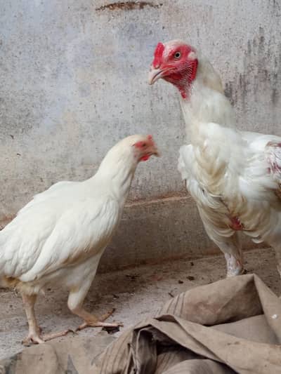 White Aseel for sale