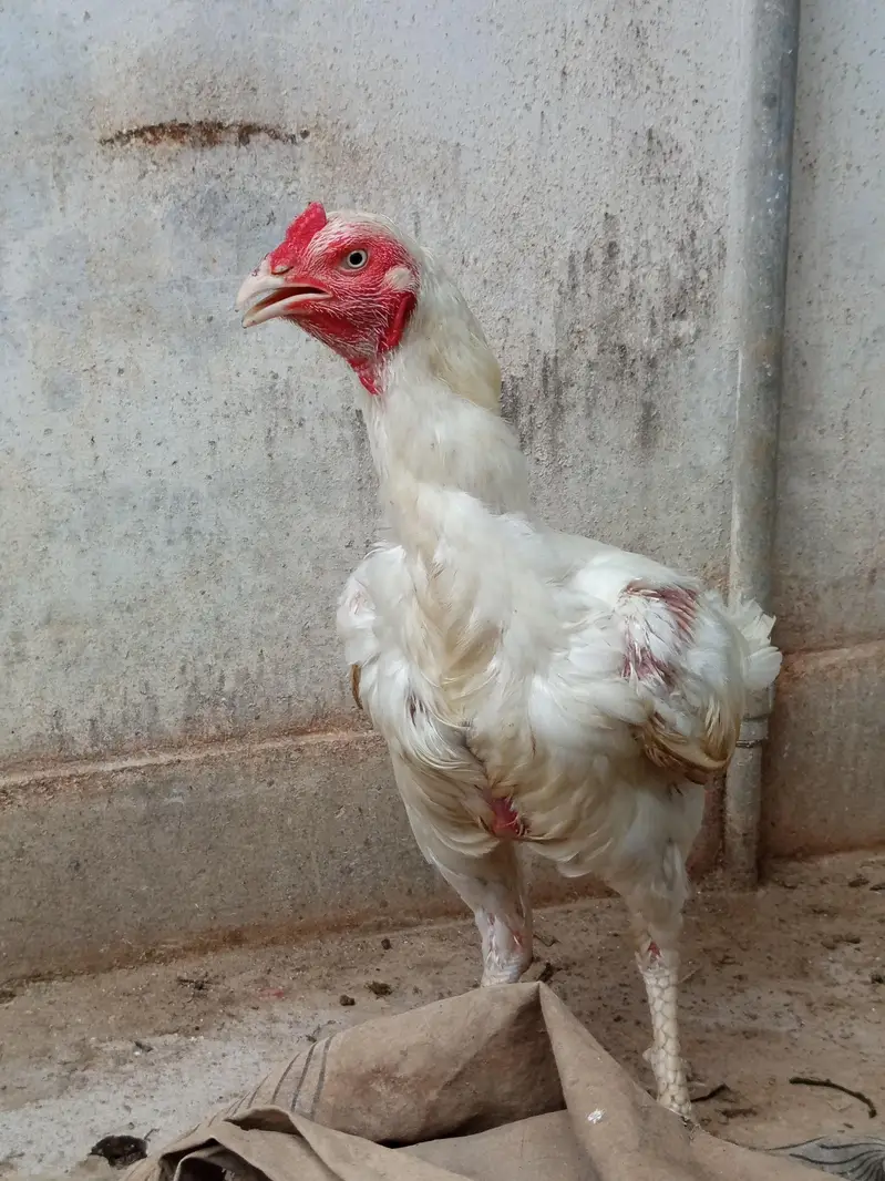 White Aseel for sale — photo 2