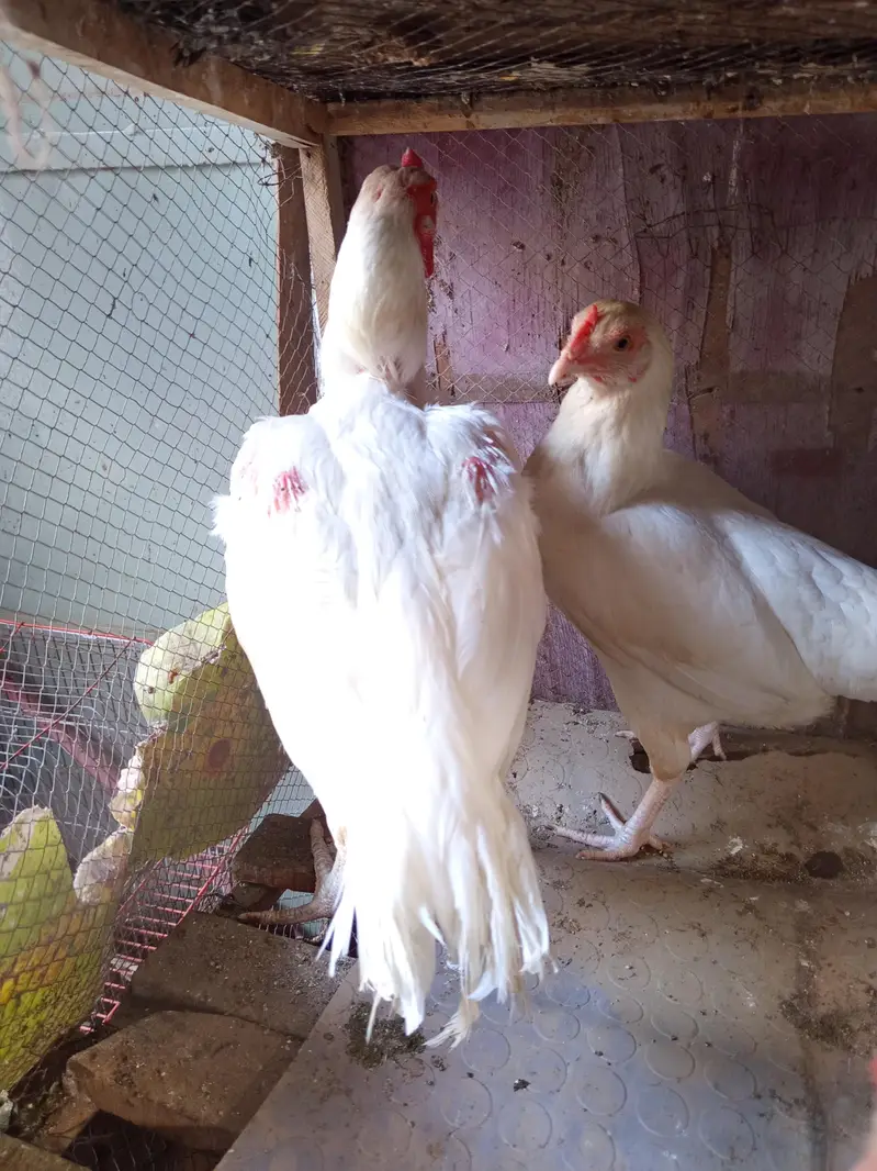 White Aseel for sale — photo 3