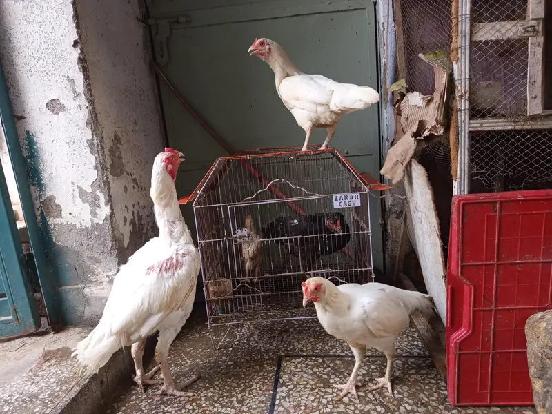 White Aseel for sale — photo 4